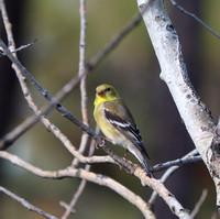Black Forest, CO - 5.20.21 - Female