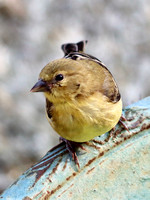 Female - Black Forest, CO - 8.22.21
