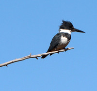 Belted Kingfisher