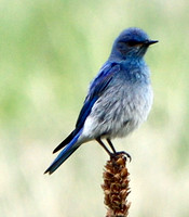 Mountain Bluebird