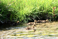 Female & ducklings - Grand Tetons - June 2019