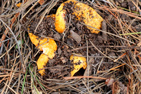 Mushrooms - Black Forest, CO July 2020
