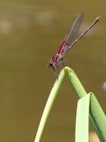 Fountain Creek Nature Center - 7.10.21