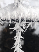 Hoar frost - Black Forest, CO - January 2020