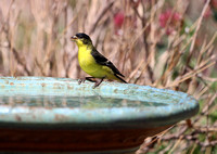 Male