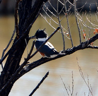 Belted Kingfisher - Fountain Creek Reg. Park - 4.10.21