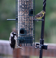 Hairy Woodpecker & female Lesser Goldfinch - Black Forest, CO July 2020