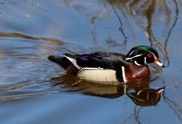 Male - Fountain Creek - 4.18.21