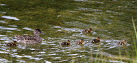 Female & ducklings - Grand Tetons - June 2019