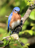 Eastern Bluebird