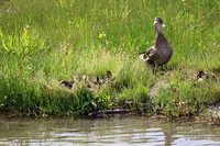 Female & ducklings - Grand Tetons - June 2019