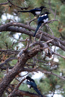 Black Forest, CO - August 2020