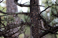 Black Forest, CO - May 29, 2025 - AM in yard, overcast