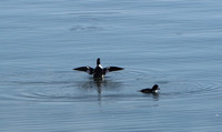 Common Goldeneye