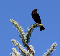 Male Cowbird - May 2024 in BF backyard