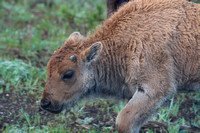 Bison calf - Yellowstone - June 2019