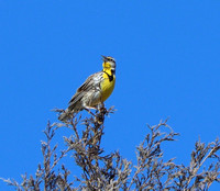 Western Meadowlark