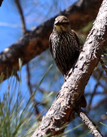 Female Cowbird - May 2024 in BF backyard