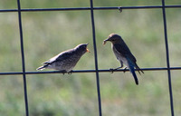 Elizabeth, CO - June 2020