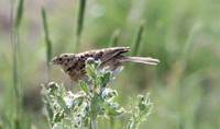 Rocky Mtn. National Nature Refuge - 7.1.21