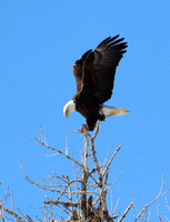 Bald Eagles