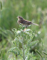 Rocky Mtn. National Nature Refuge - 7.1.21