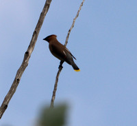 Cedar Waxwing