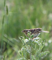 Rocky Mtn. National Nature Refuge - 7.1.21