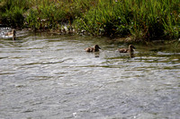 Female & ducklings - Grand Tetons - June 2019