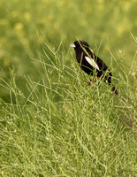 Rocky Mtn. Arsenal Nationals Nature Refuge - 7.1.21 - Male
