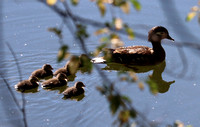 Female with ducklings - Fountain Creek Park - 6.6.21