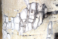 Aspen bark detail - Oct 2020