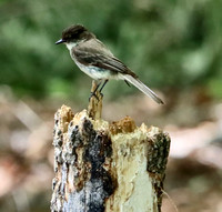 Eastern Phoebe