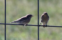 Mama feeding her fledglings - Elizabeth, CO - June 2020