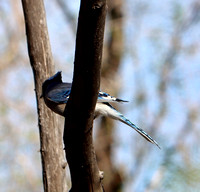 Fountain Creek Park, CO - 5.2.21