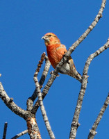 Red Crossbill - Male - Black Forest, CO - Feb 2024