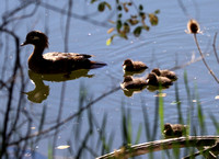 Female with ducklings - Fountain Creek Park - 6.6.21