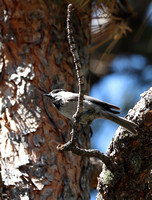 Black Forest, CO - 6.24.21