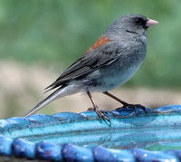Juncos
