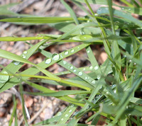 Water droplet detail - after May snowstorm melt - 5.11.21