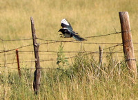 BlueStem Prairie Open Space, CO - Aug 2020