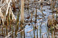 Fountain Creek Park, CO - April 2021