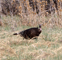 Fountain Creek Park, CO - 5.2.21 - Female