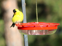 Male - Black Forest, CO - 7.9.21