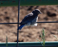 Elizabeth, CO - June 2020