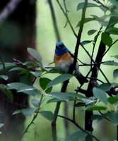 Fountain Creek Park, CO - 6.27.21 - (picnic pavilion)