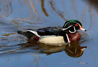Male - Fountain Creek - 4.18.21